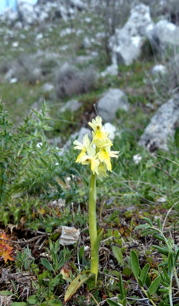 O.pauciflora, O.provincialis, O.quadripunctata, O.xcolemanii, 4 belle Orchis.